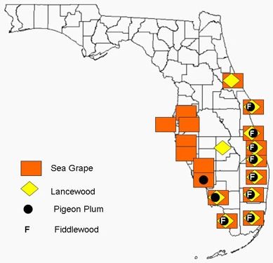 Figure 7. The hypothetical range of Epicorsia oedipodalis based on the natural ranges of its four main hosts: seagrape (Coccoloba uvifera), pigeon plum (Coccoloba diversifolia), lancewood (Ocotea coriacea), and Florida fiddlewood (Citharexylumspinosum).
