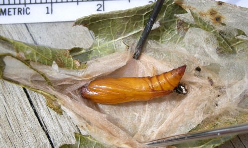Figure 5. Epicorsia oedipodalis pupa inside rolled leaf cocoon.