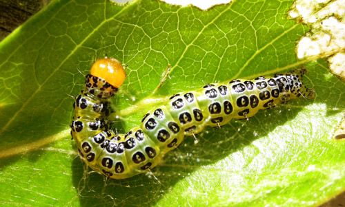 Figure 3. Epicorsia oedipodalis caterpillar on fiddlewood.