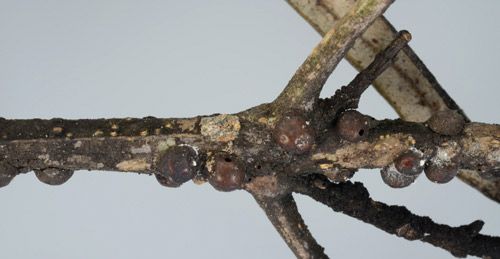 Figure 4. Sooty mold on cultivated olive (Olea europaea L.) leaves and stems indicates the presence of adult black scales, Saissetia oleae (Olivier).