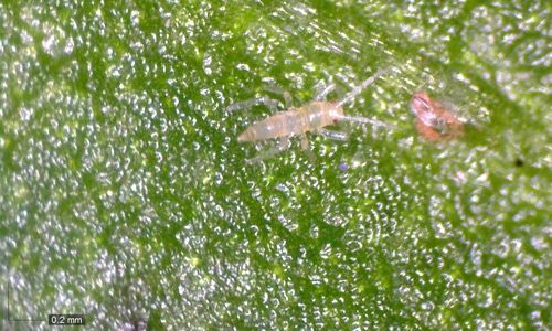 Figure 4. Franklinothrips vespiformis newly emerged larva; egg to right.