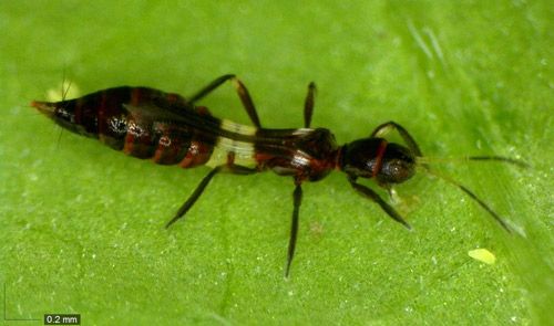 Figure 9. Franklinothrips vespiformis feeding on whitefly eggs.