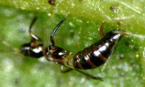 Figure 3. Egg laying of Franklinothrips vespiformis, showing ovipositor.