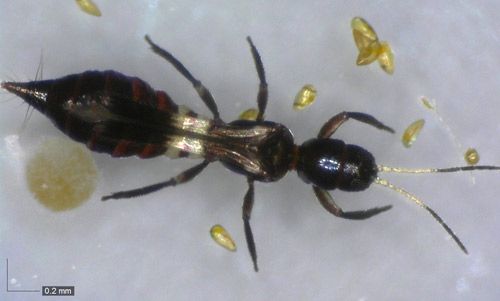 Figure 1. Female vespiform thrips showing constricted waist and white band.