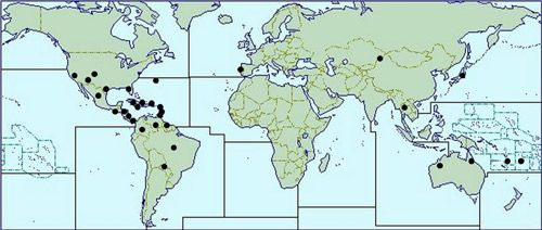 Figure 2. Known Franklinothrips vespiformis distribution (after Mound and Reynaud 2005; Greathead and Greathead 1992; Hoddle et al. 2012; Mahaffey and Cranshaw 2010; UK CAB International 2010).