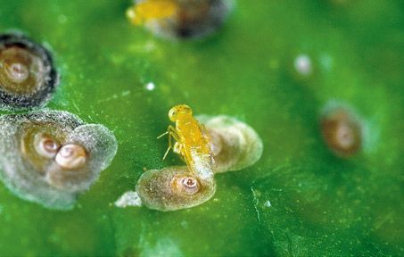 Figure 11. Aphytis melanus, a parasitic wasp, ovipositing on an armored scale.