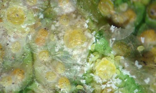 Figure 3. Coconut scale, Aspidiotus destructor Signoret, showing eggs, nymphs and exuviae, and adult female with cover removed.