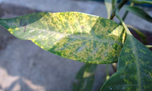Figure 10. Upper side of mango leaf infested with coconut scale, Aspidiotus destructor Signoret, showing chlorosis.