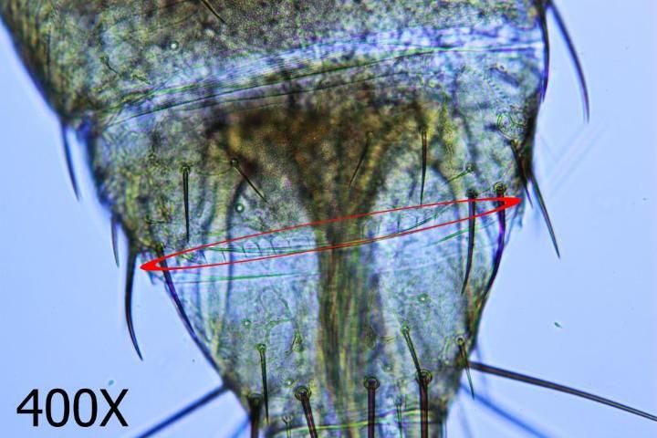 Figure 8. Western flower thrips—microtrichial comb on abdominal segment VIII.