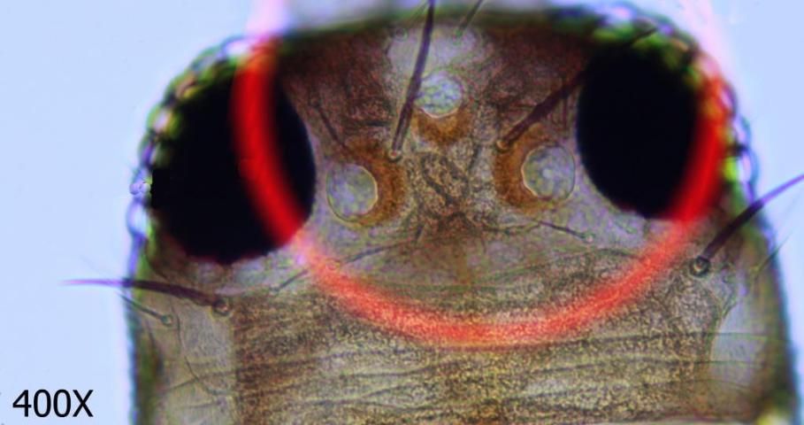 Figure 6. Western flower thrips ocular setae.