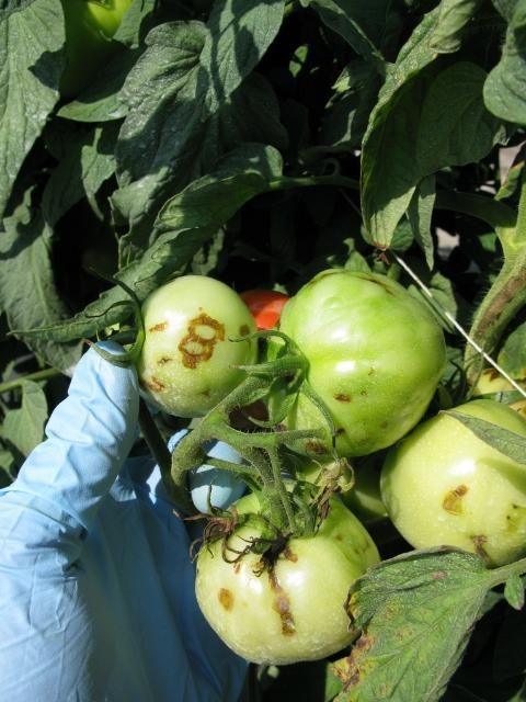 Figure 10. Symptoms of Tomato spotted wilt virus.