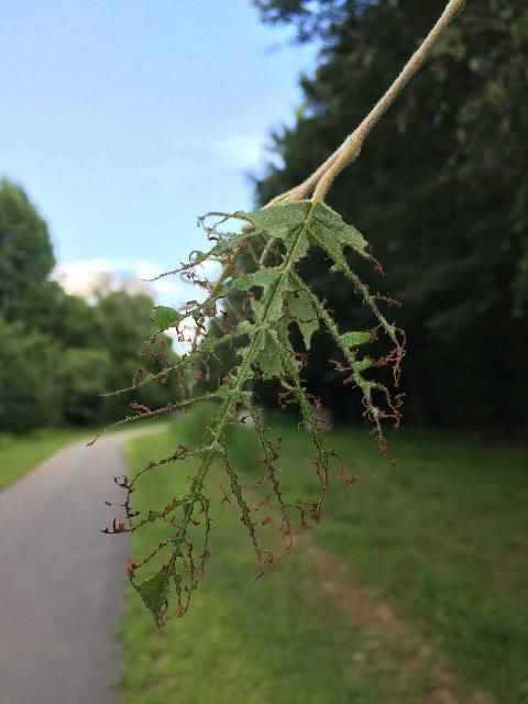 Figure 1. River birch leaf with severe caterpillar chewing damage.