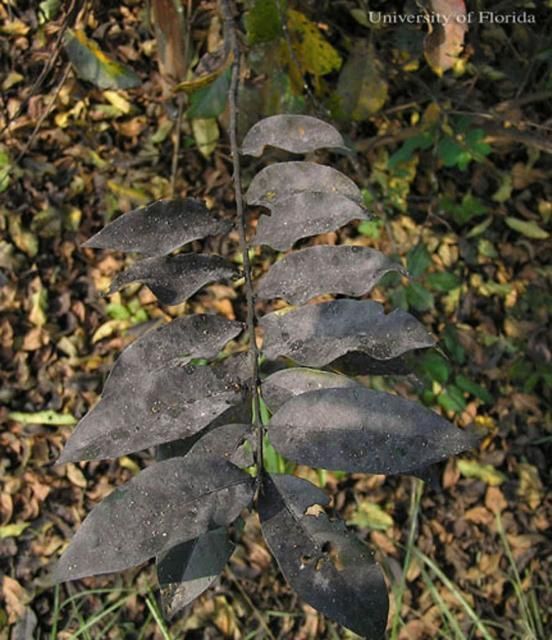 Figure 3. 'Apalachee' crape myrtle (Lagerstroemia indica x Lagerstroemia faurie) covered with black sooty mold as a result of aphid honeydew.