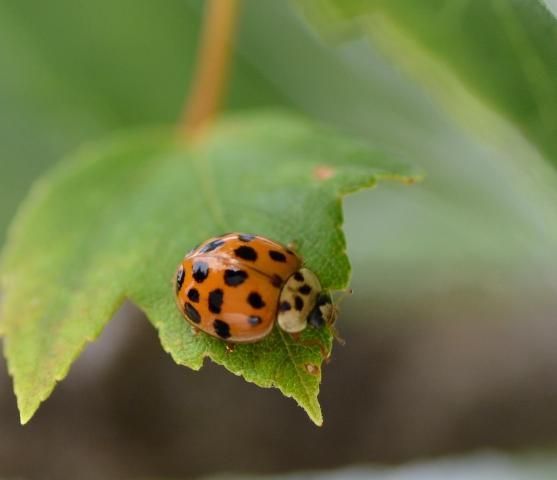 Figure 5. Adult lady beetle (Harmonia axridis). Both larva and adult lady beetles are predacious.