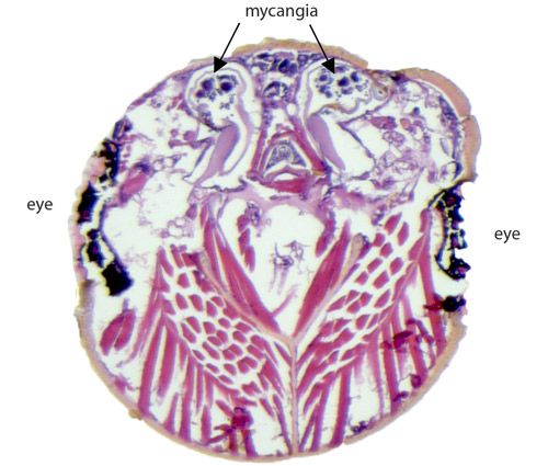 Figure 5. Mycangia (fungus pockets) of the ambrosia beetle Xyleborus affinis in a cross-section of the beetle head.