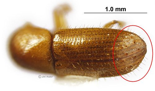 Figure 3. The opaque end of elytra in Xyleborus affinis Eichhoff. Note that the rest of elytral surface is glossy and smooth.