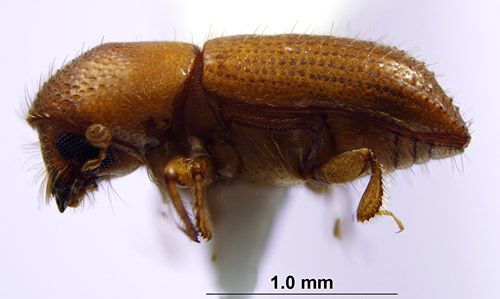Figure 1. Adult female Xyleborus affinis.