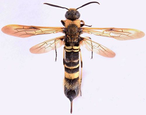 Figure 2. Adult female wood wasp, Eriotremex formosanus (Matsumura).
