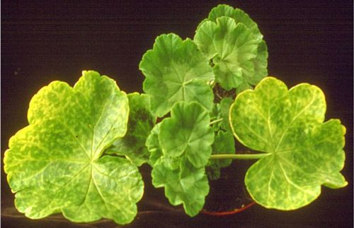 Figure 7. Damaged leaves of Pelargonium hortorum infected with Tomato ringspot virus transmitted by dagger nematodes, Xiphinema spp.