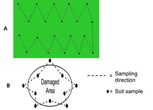 Figure 12. Patterns of sampling in fields A) for survey B) with suspected plant parasitic nematode problems in symptomatic spot.
