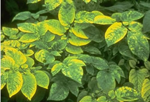 Figure 8. Potato plants heavily infected with Tobacco ringspot virus transmitted by dagger nematodes, Xiphinema spp.