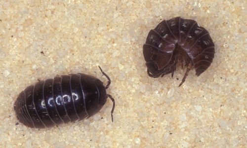Figure 4. Pillbug adults, Armadillidium vulgare (Latreille).