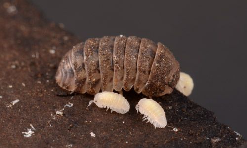 Figure 3. Pillbug, Armadillidium vulgare (Latreille), adult and young.