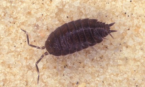 Figure 2. A sowbug, another non-insect arthropod that is often mistaken for the pillbug, Armadillidium vulgare (Latreille).