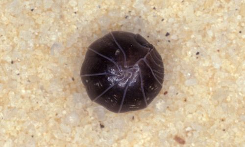 Figure 1. Pillbug, Armadillidium vulgare (Latreille), rolled into a ball.
