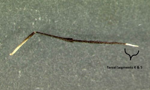 Figure 10. Psorophora ferox (Humboldt) leg showing characteristic appearance with white coloration on last two tarsal segments.