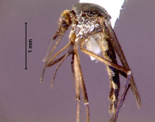 Figure 1. Adult female Psorophora ferox (Humboldt), a mosquito (lateral view).