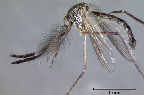 Figure 7. Close up of adult male Psorophora ferox (Humboldt), showing thorax and head. The large plumose antennae of the individual indicate it is a male.