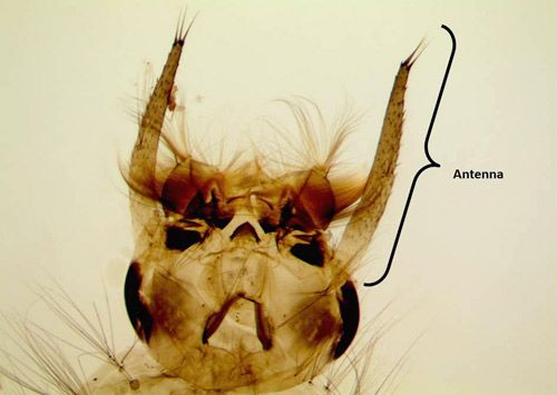 Figure 6. Close up view of larval Psorophora ferox (Humboldt), showing antennae length relative to head size