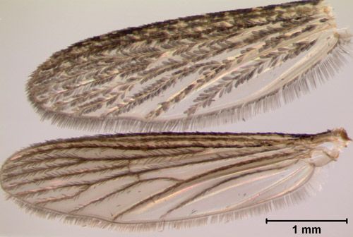 Figure 9. Psorophora ferox (Humboldt) (bottom) showing magnified view of narrow wing scales and dark color. Coquillettidia perturbans (Walker) wing (top), for comparison has broader wing scales, some of which are a lighter color.