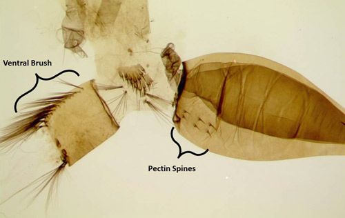 Figure 5. Close up view of larval terminal segments of Psorophora ferox (Humboldt) larva.