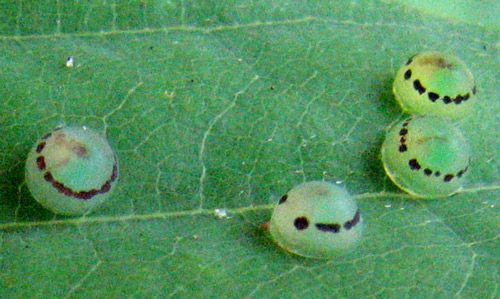 Figure 6. Close up photograph of Morpho peleides Kollar eggs.