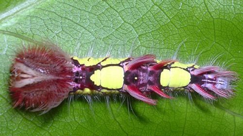 Figure 7. Brightly colored first instar larva of Morpho peleides Kollar.
