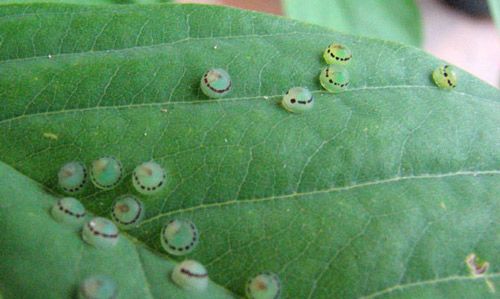 Figure 5. Eggs of a Morpho peleides Kollar butterfly on the surface of a leaf.