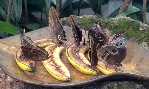 Figure 3. Morpho peleides Kollar feeding on decaying bananas in captivity.