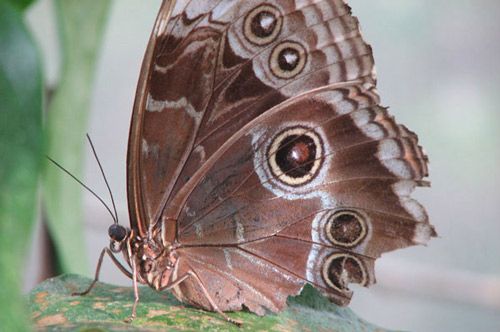 Figure 2. Ventral wing surface of an adult Morpho peleides Kollar, showing the cryptic coloration and eyespots. This individual has five eyespots, but patterns are variable.