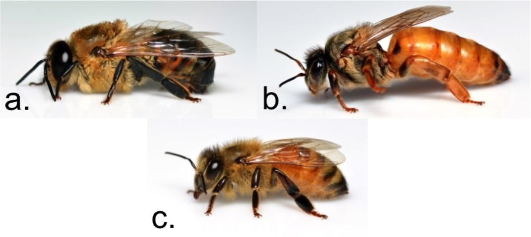 Figure 1. Honey bee castes: a) drone (male), b) queen (reproductive female), and c) worker (non-reproductive female).