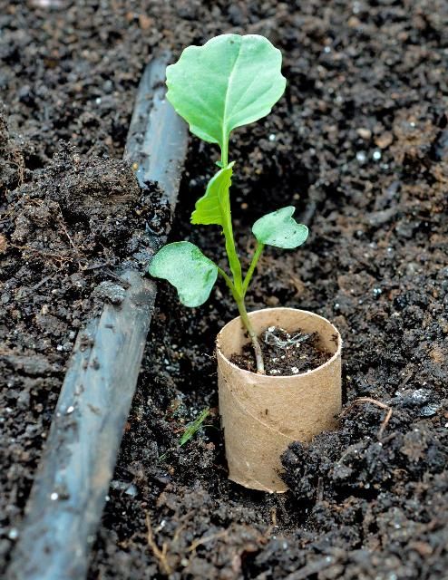 Figure 17. Cutworm collars made from toilet paper rolls help protect vulnerable seedlings.