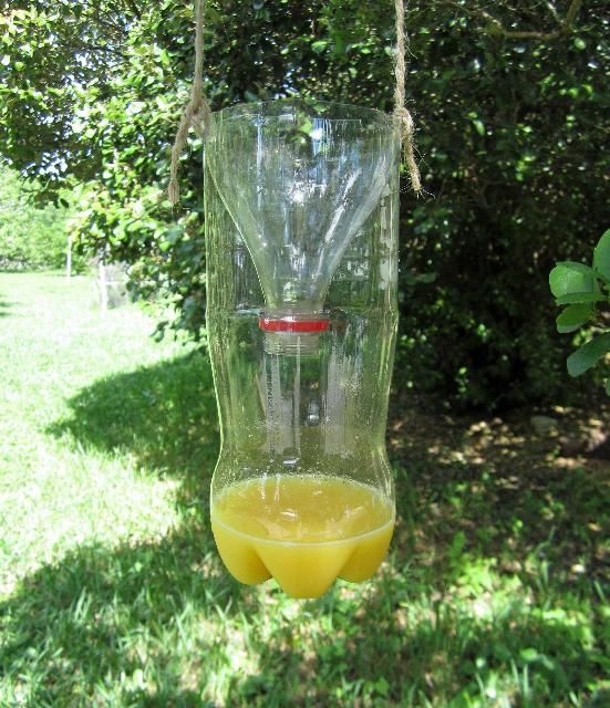 Figure 2. Bottle trap for flies, wasps and other insects.
