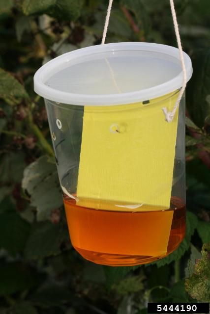 Figure 14. Fruit fly trap baited with vinegar.