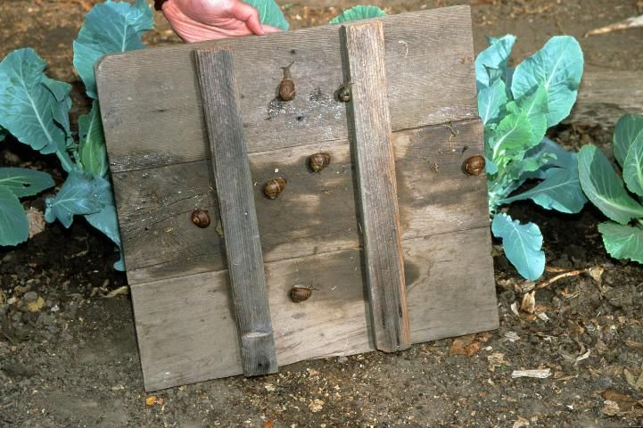 Figure 16. Snails hiding under raised board trap.
