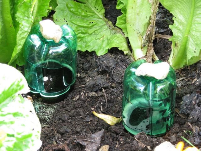 Figure 15. Pitfall trap for slugs and snails made from two plastic bottle halves.