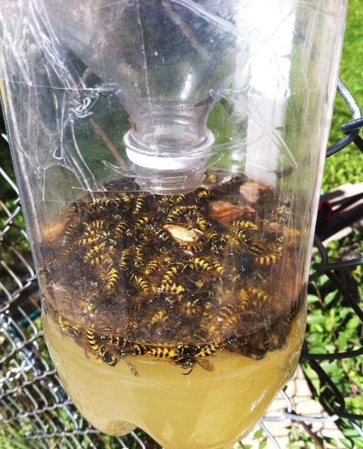 Figure 10. Fermenting fruit juices will attract stinging wasps in the bottle trap.