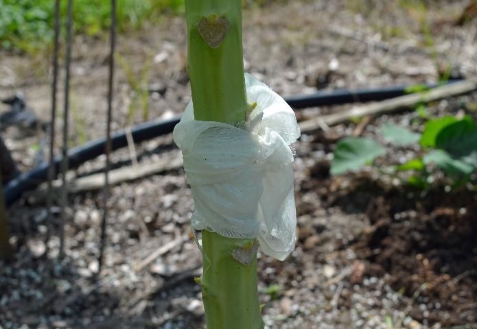 Figure 13. Plant barrier traps prevent ants that farm honeydew-producing insects.