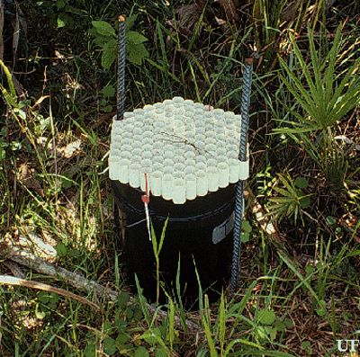 Figure 21. Bucket trap used to capture palmetto weevils.