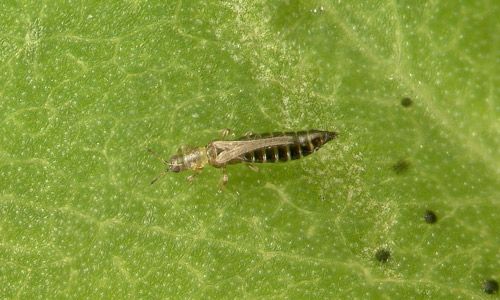 Figure 1. Adult tobacco thrips, Frankliniella fusca (Hinds).